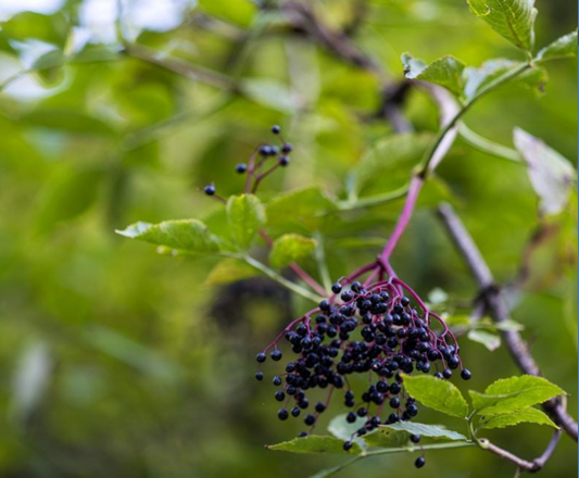 Local Chia Jam Recipe - No Canning Required!