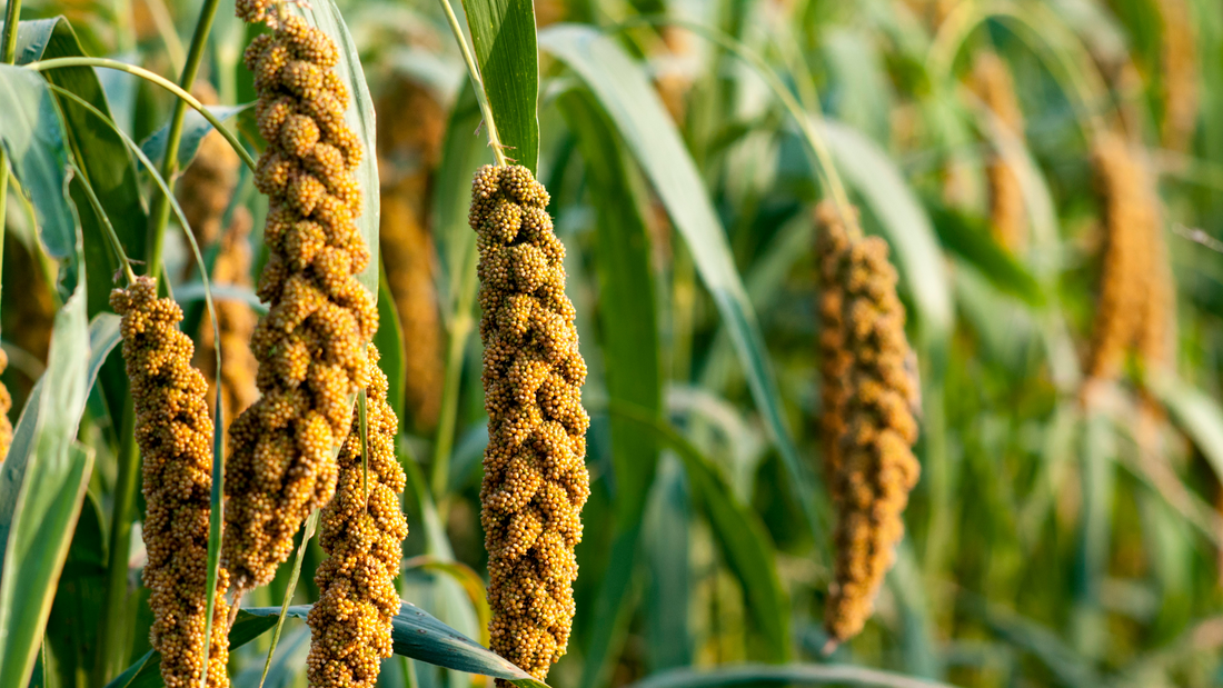 Organic millet 