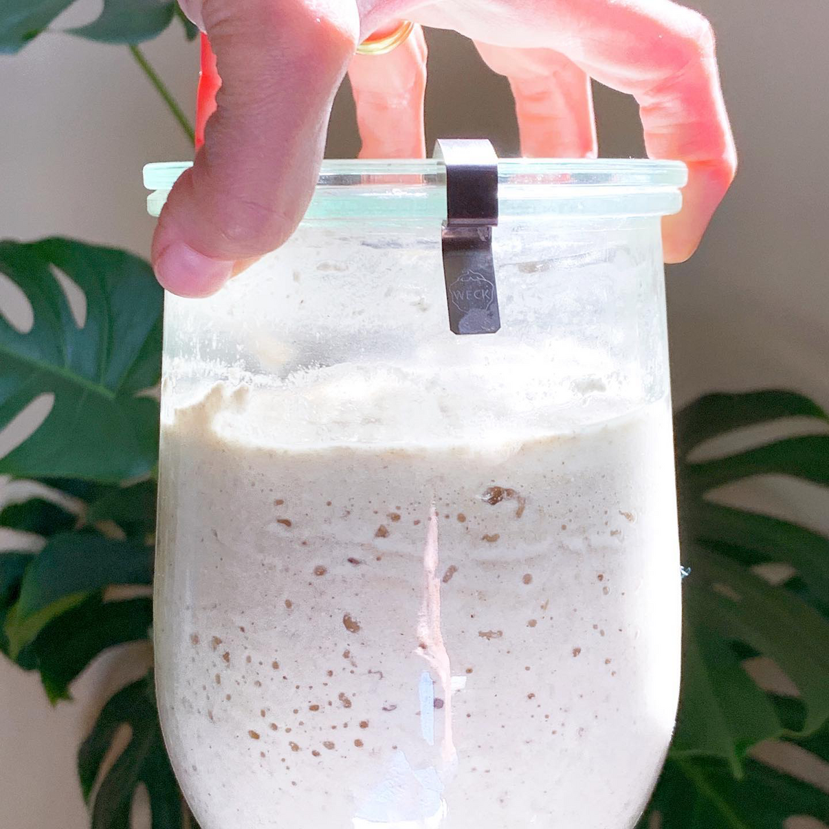 100 Hydration GF Sourdough Starter Leaven & Love Organic Bakehouse